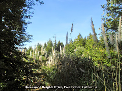 Photo of a Clearcut a couple of years later. Once You Cut Down the Redwood Trees, It's Sunny and the Pampas Grass Thrives... Greenwood Heights, CA Near Arcata