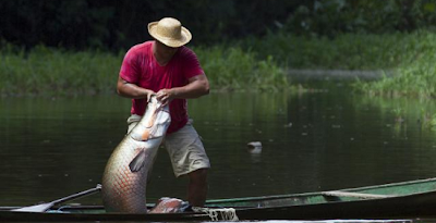 Ikan Arapaima