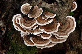 Turkey Tail Mushroom And Cancer