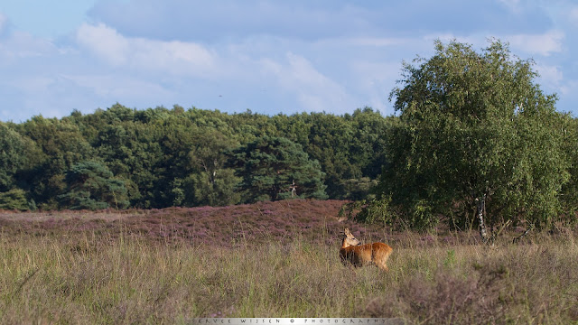 Ree - Roe Deer - Capreolus capreolus