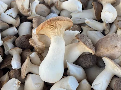 Scope of Mushroom Business in Andhra Pradesh