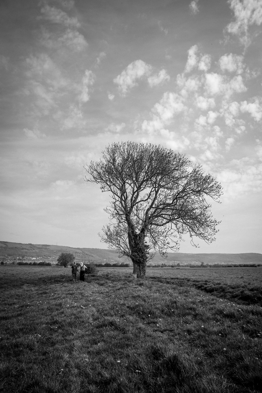 somerset levels