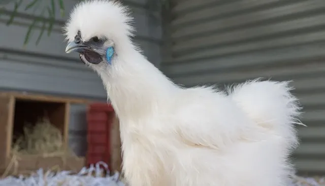 Silkie Chicken: Facts, raising and Care - A Complete Guide.