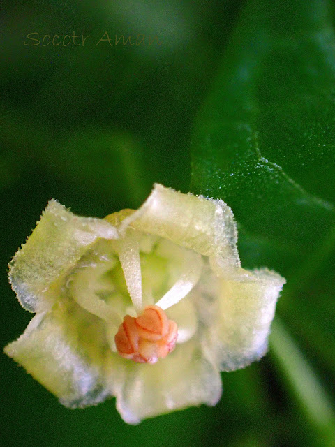Tubocapsicum anomalum