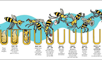 La vida de una abeja mellifera