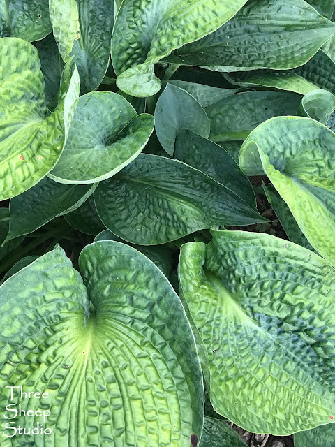 Drinking Gourd Hosta