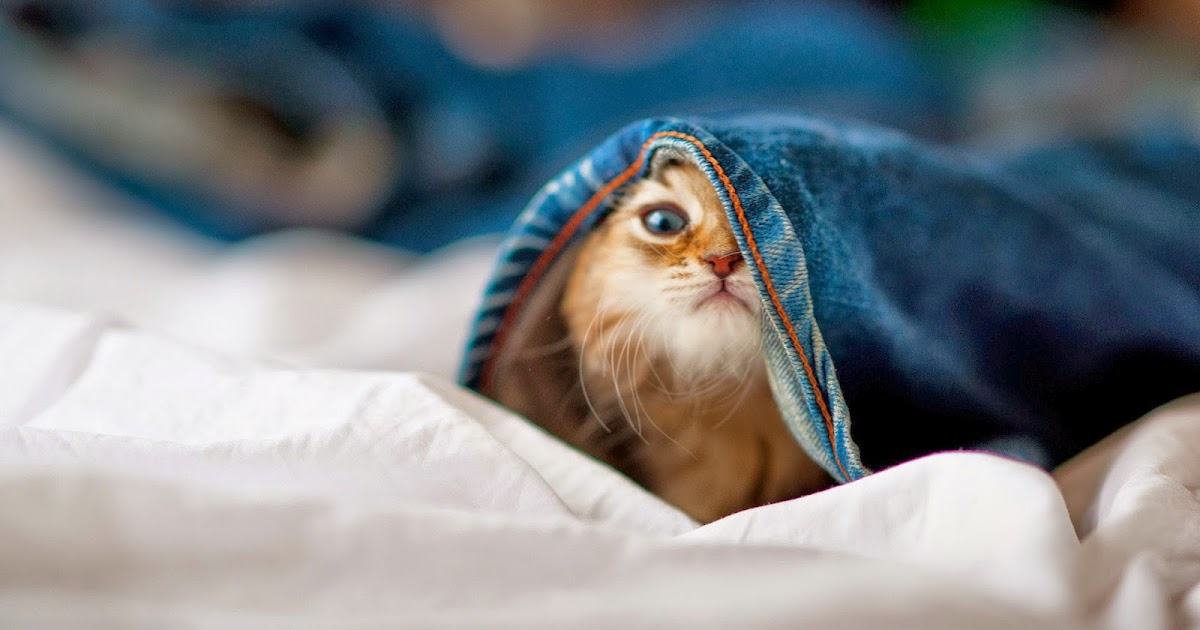 Funny Cat HD Wallpapers - HD Wallpapers - High Quality ...