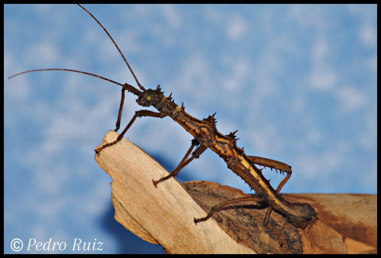 Macho adulto de Aretaon asperrimus, 6 cm de longitud