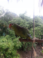 Orange-fronted parakeet, Nicaragua