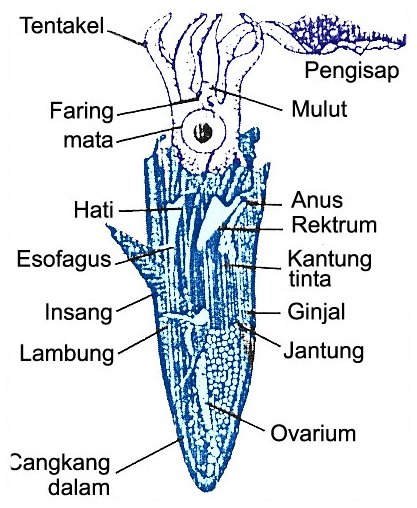  Gambar  Cumi cumi  Animasi Korea Meme Lucu Emo Bergerak