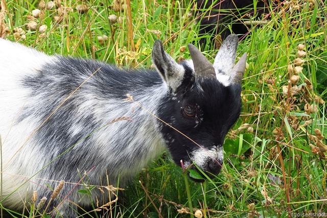 Little goat in the hamlet of Furi.