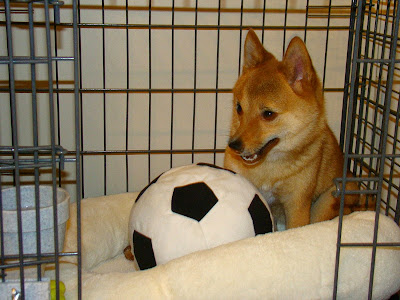 Crate Training Adult Dog