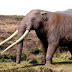 Rangka gajah berusia 12,000 tahun ditemui di Chile
