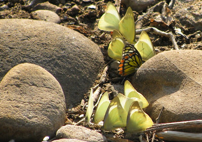 chocolate albatross, painted saw tooth, common albatross, mud puddling, 