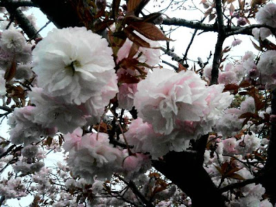 八重桜