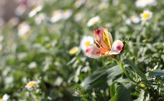 Peruvian Lily Flowers Pictures