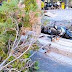 Βίντεο ντοκουμέντο: Η στιγμή της πτώσης του δέντρου στην Κρήτη που σκότωσε τον 50χρονο