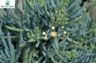 Senécio-azul Curio repens: como cultivar e cuidar dessa planta