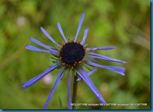 Aster stracheyi