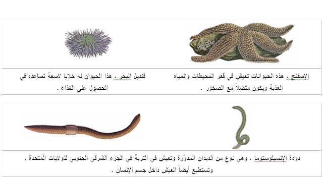 الحيوانات فقارية اللافقارية