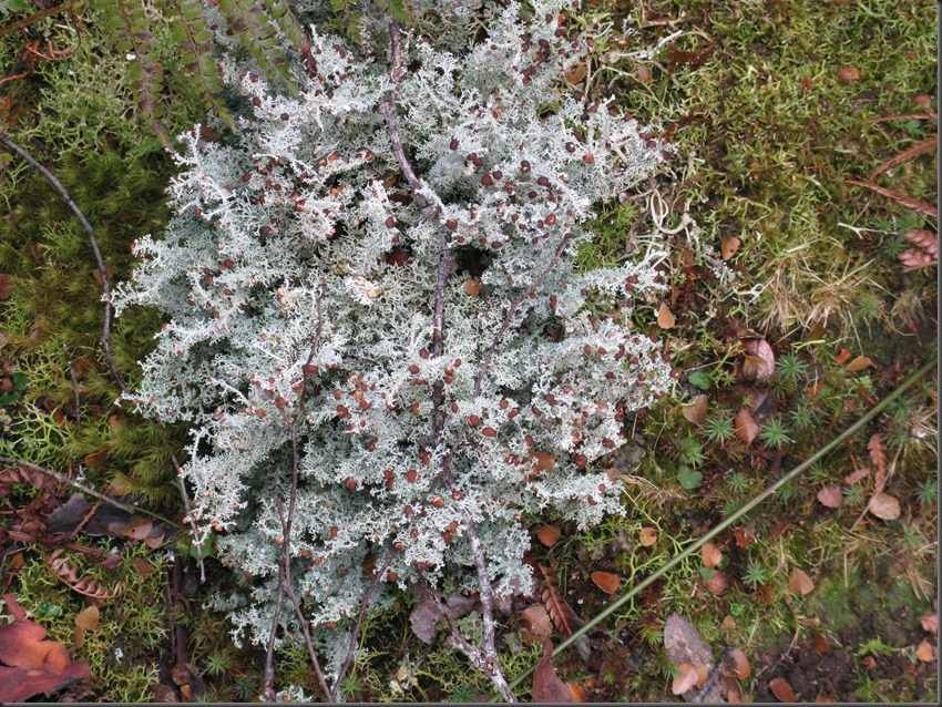 Lichen