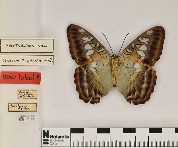 The world's oldest collection of preserved animal specimens, Parthenos tigrina RMNH.INS.1471355 2