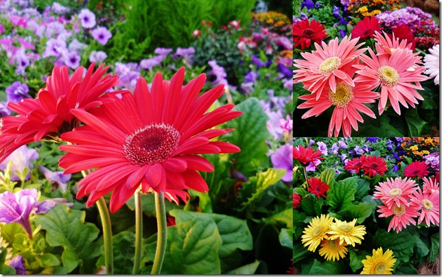 Floria dan Ayah20