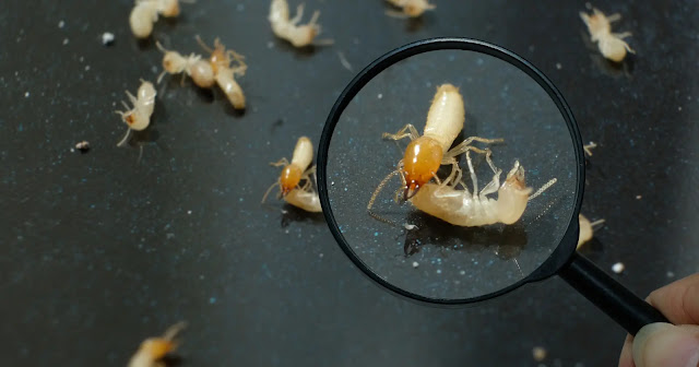 natural-ways-to-kill-termites