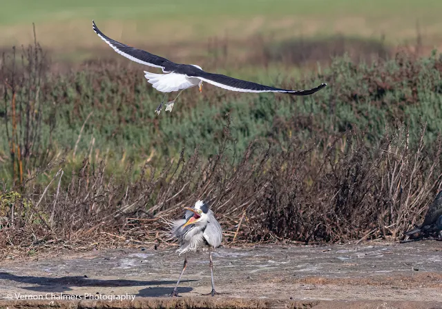 Kelp Gull Attacking Grey Heron Woodbridge Island Vernon Chalmers Photography 3