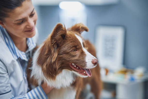 Quel antiparasitaire pour chiot Berger Australien?