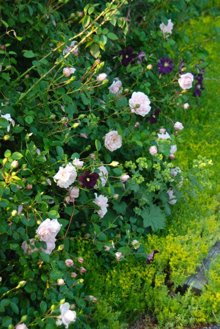 Ground cover is all important. Under this rose is Sedum 'Acre' beginning to flower, and one small lady's mantle (Alchemilla mollis) fighting for a little space of its own at the moment.