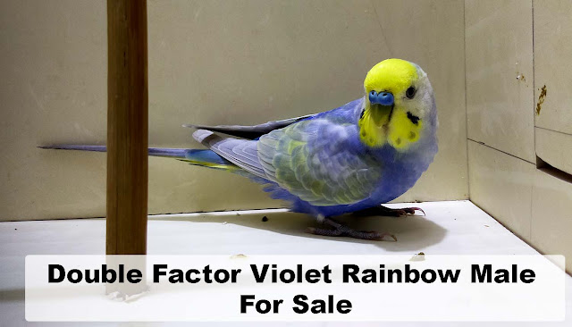 Double Factor Violet Rainbow Male for Sales