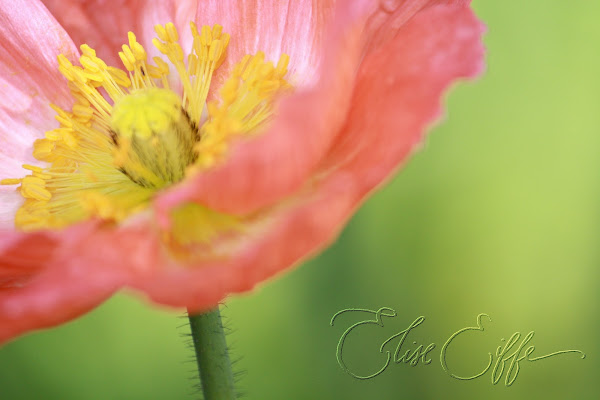Poppy Pink Peach - Green & Yellow - rain drops dew in spring
