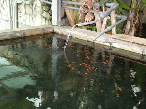 2009農曆新年：給溫泉魚咬腳皮