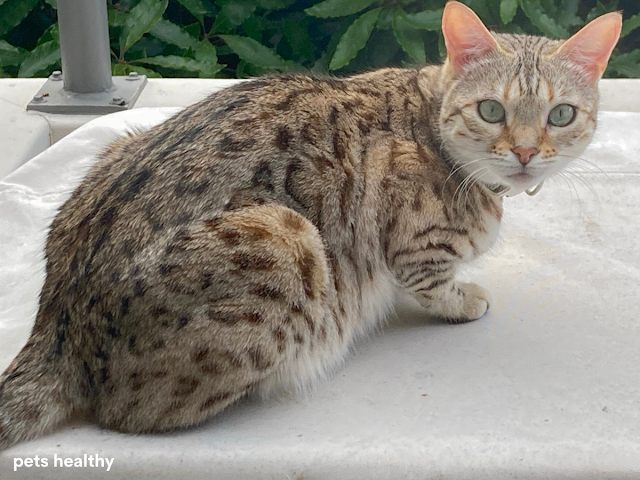 why do cats knead on their owners