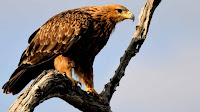 Tawny Eagle pictures_Anitibyx armatus