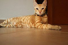 gambar kucing arabian mau