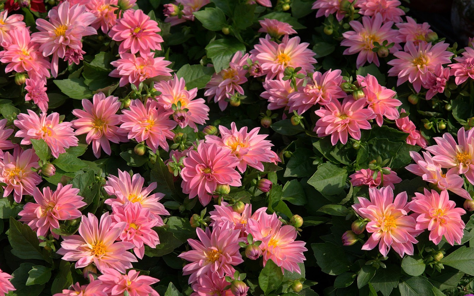 Gambar Bunga Dahlia Yang Indah | Kumpulan Gambar