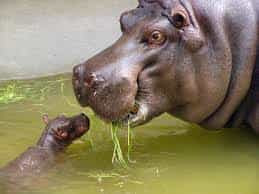 Hippo Facts┃Amazing Facts of Hippo