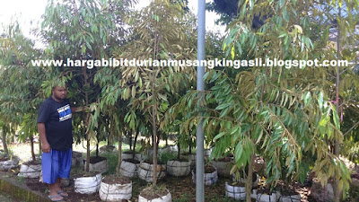 Harga bibit Durian Musang King - 082.137.433.114 / 527DDDF4