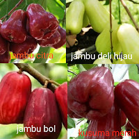 www.dwisangpetani.com