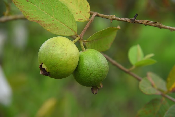 6 Amazing Guava Fruit Benefits Your Health