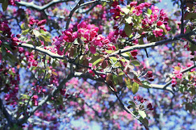 Royal Botanical Garden, Burlington: the cherry trees are blooming! :: All Pretty Things