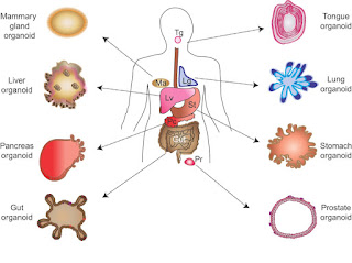 biomedical engineering impact factor