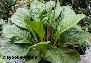 cara merawat anthurium