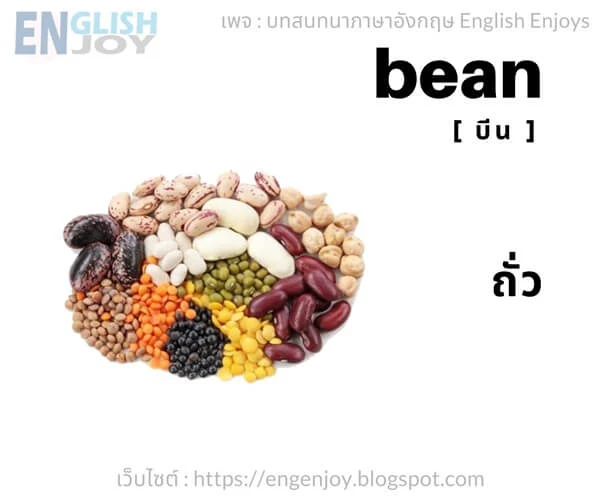 คําศัพท์ภาษาอังกฤษ ผัก - Bean (ถั่ว)_Vegetables