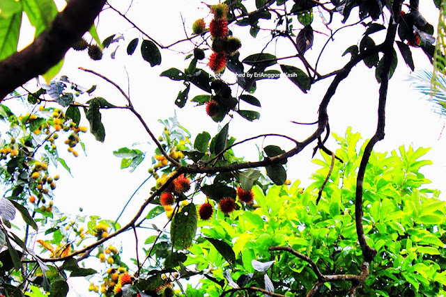 Buah Rambutan (Nephelium lappaceum) berusia 100 tahun di Tasikmalaya