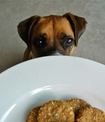 foto cachorro com biscoito