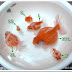 創意眼金魚坊 專營精緻金魚 特殊金魚 買金魚 找金魚 賣金魚請來專業金魚水族館 金魚專賣店 金魚專門店 歡迎有開店時間現場參觀 金魚尺寸規格說明 創意眼金魚坊 專營精緻金魚 特殊金魚 買金魚 找金魚 賣金魚請來專業金魚水族館 金魚專賣店 金魚專門店 歡迎有開店時間現場參觀 金魚尺寸規格說明