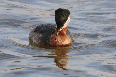 Readhalsdûker - Roodhalsfuut - Podiceps grisegena